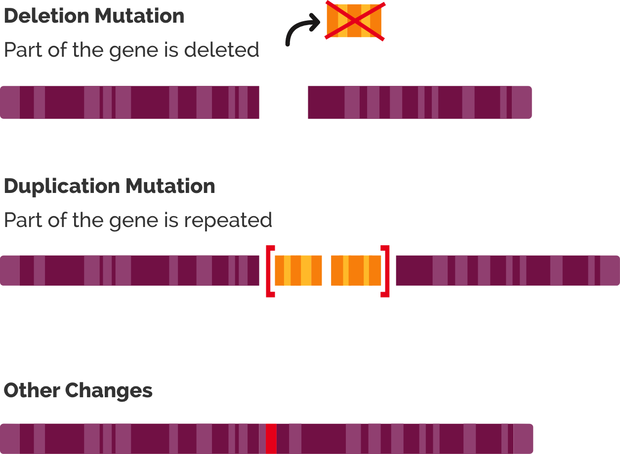 The Genetic Basis Of Duchenne Muscular Dystrophy DMD For Healthcare